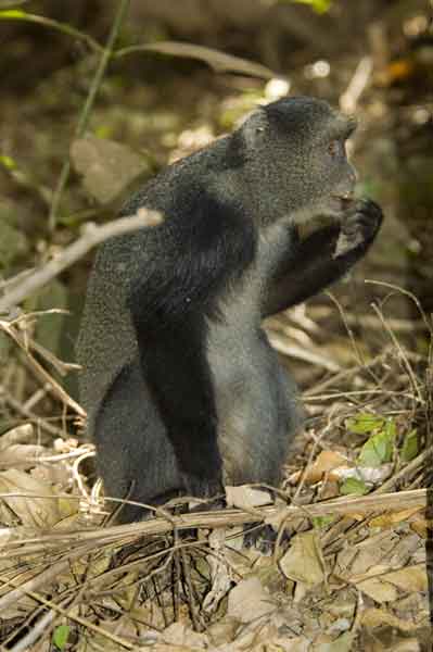 Mono Azul - parque nacional lago Manyara - Tanzania 1.jpg